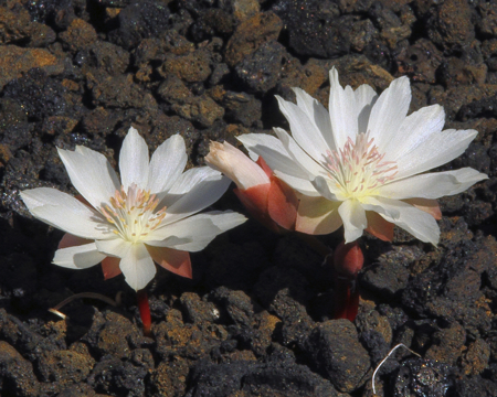 bitterrroot flowers in bloom