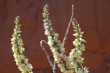 wild yucca