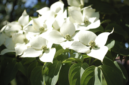 dogwood blossoms