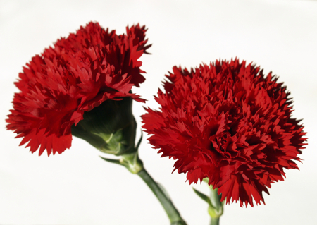 red carnation