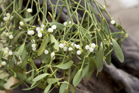 mistletoe flower