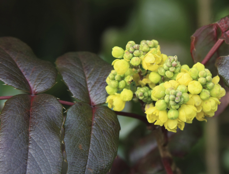 oregon grape