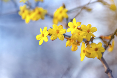 winter jasmine