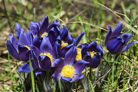 pulsatilla blue