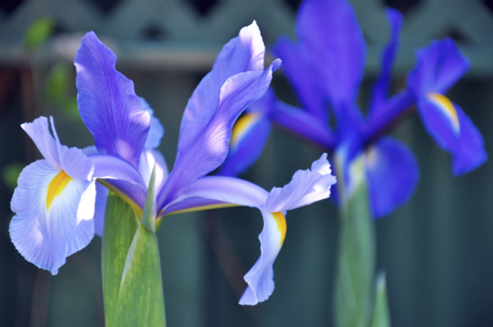 blue iridaceae