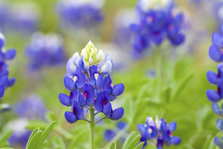 texas bluebonnet