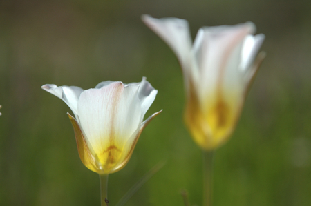 sego lilies