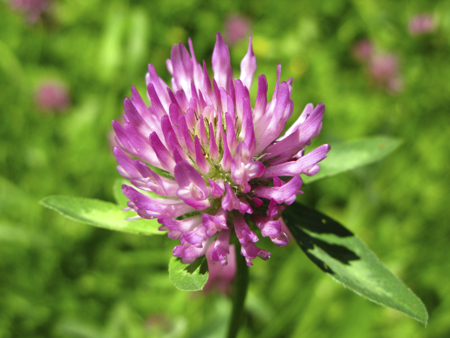 trifolium pratense