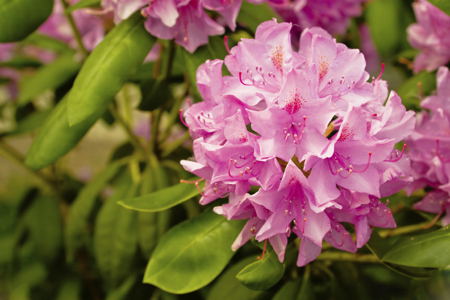 pink rhododendron flowers