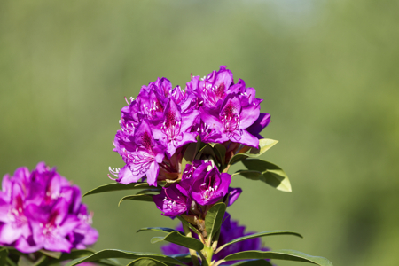 flower in seasonal bloom