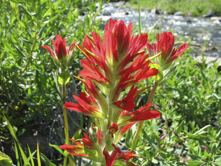 indian paintbrush