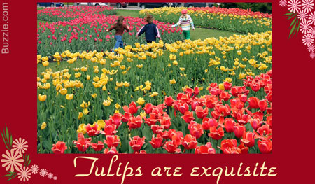 tulips