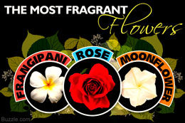 Fragrant flowers for your garden