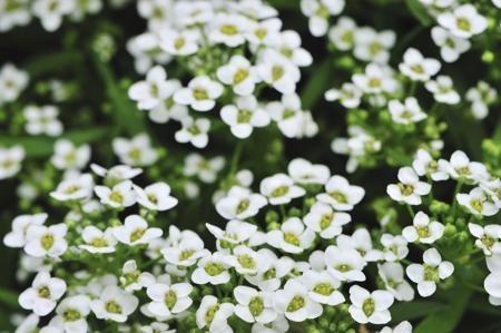 Sweet Alyssum