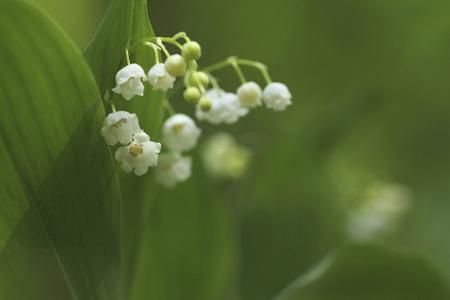 Lily of the Valley