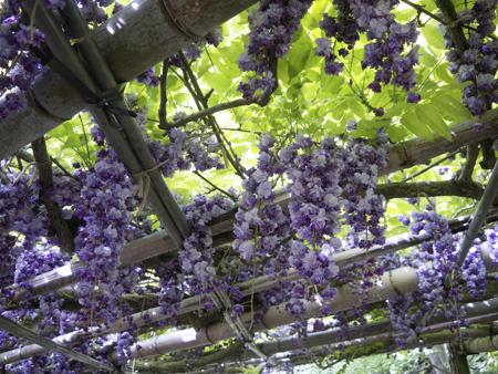 Wisteria