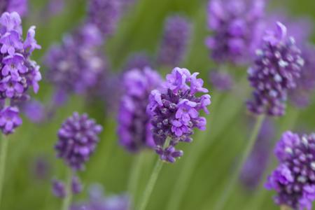 Lavender