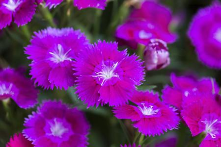 Dianthus