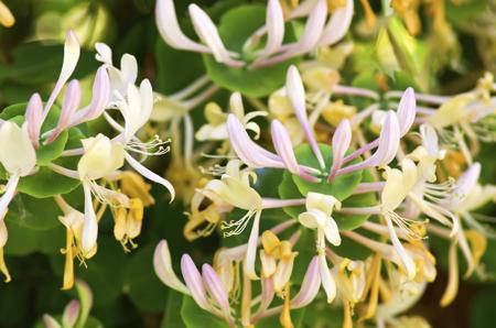 Honeysuckle