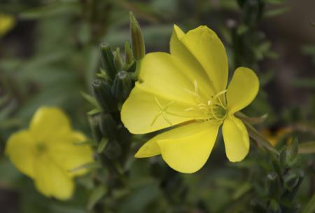 Evening Primrose