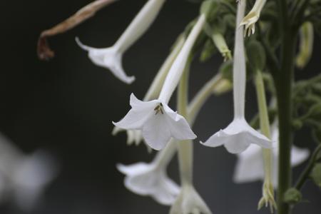 Nicotiana