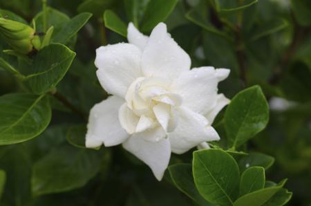 Gardenia