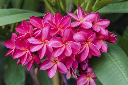 Frangipani