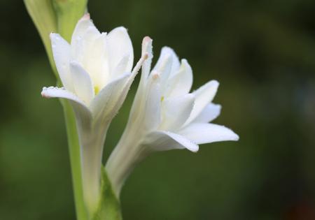 Tuberose