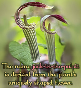 Fact about jack-in-the-pulpit plants