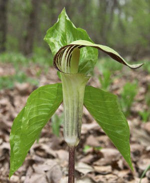 Leaf and flower of jack-in-the-pulpit