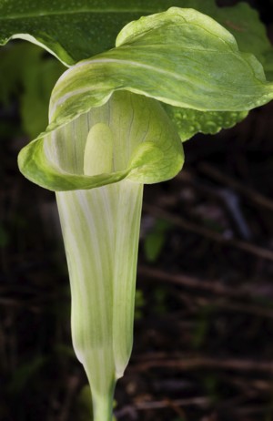 Jack-in-the-pulpit green spathe