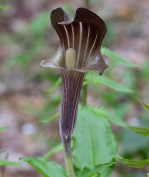 Purple spathe