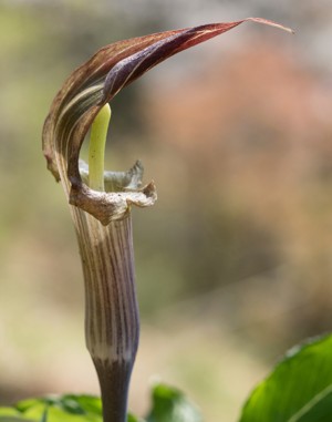 white and purple spathe