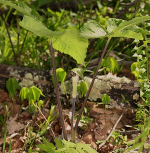 Jack-in-the-pulpit plant
