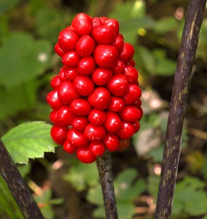 jack-in-the-pulpit berries