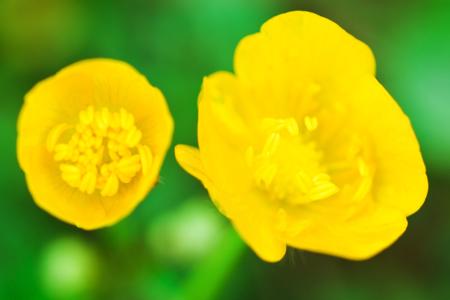 buttercup-flower-image