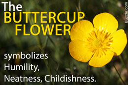 Symbolism of buttercup flowers