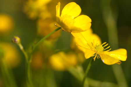 yellow-buttercup-flower