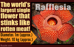 Rafflesia flower size