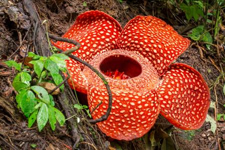 Rafflesia Flower