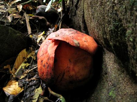 rafflesia bud