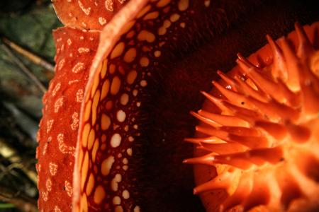 rafflesia Organs
