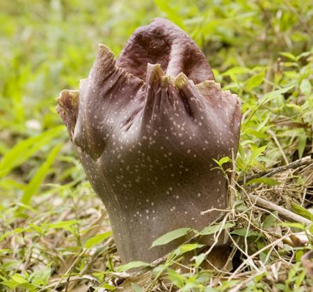 rafflesia bud