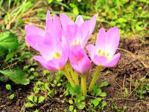 Colchicum