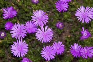 Aster