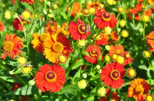 helenium