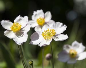 Japanese anemone