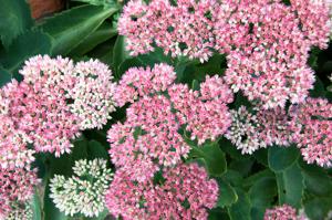 sedum