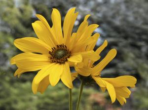 perennial sunflower