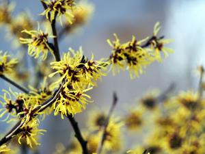 witch hazel